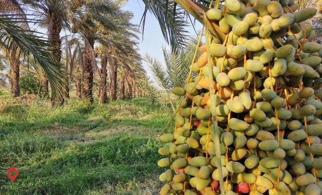 ۵ محصول کشاورزی از فهرست عوارض آب مجازی حذف شد